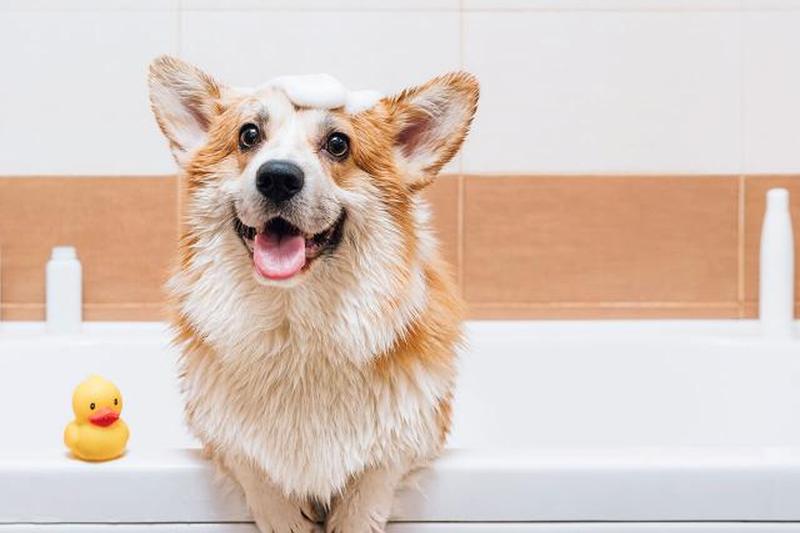 Портрет собаки корги, стоящей в ванне