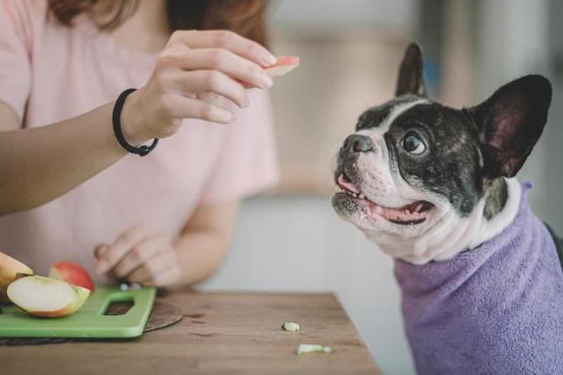 женщина дает французскому бульдогу яблоки