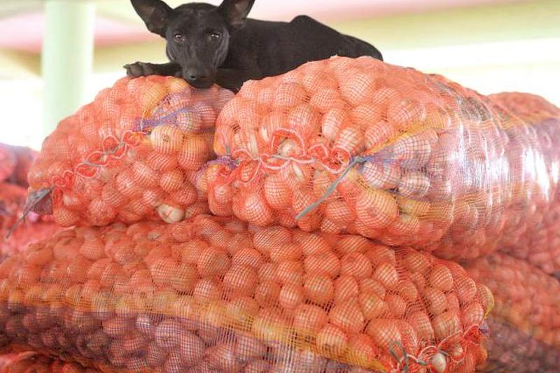 Собака лежит на мешках с луком на сельскохозяйственном рынке