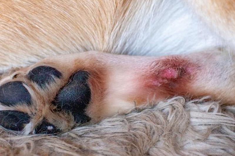 горячая точка на лапе собаки крупным планом