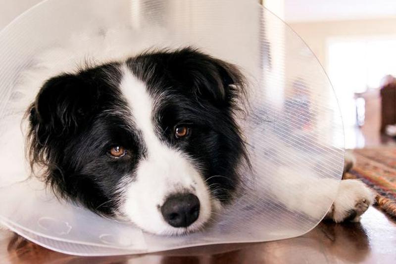 собака лежит на полу в конусе