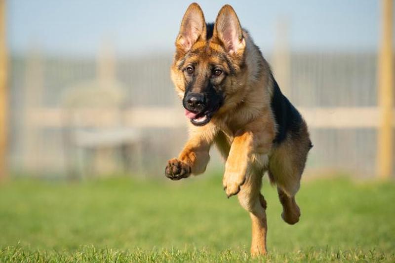 Портрет бегущей немецкой овчарки