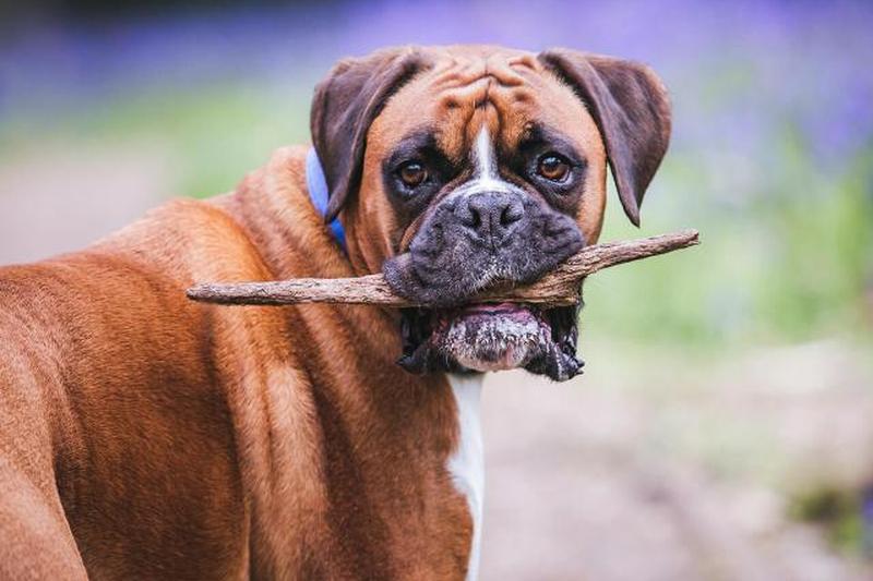 боксерская клюшка