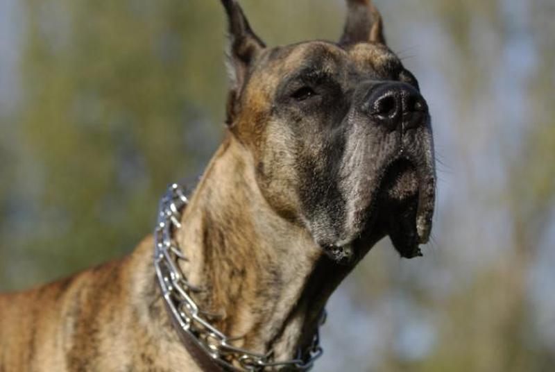 https://cf.ltkcdn.net/dogs/images/slide/90452-847x567-Brindle_Dane.jpg