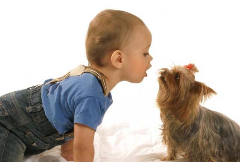 https://cf.ltkcdn.net/dogs/images/slide/90498-844x569-Toddler_and_Yorkie.jpg