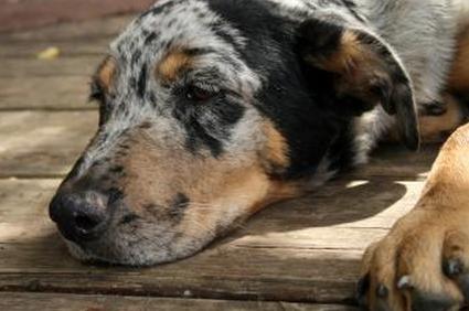 Семейная собака