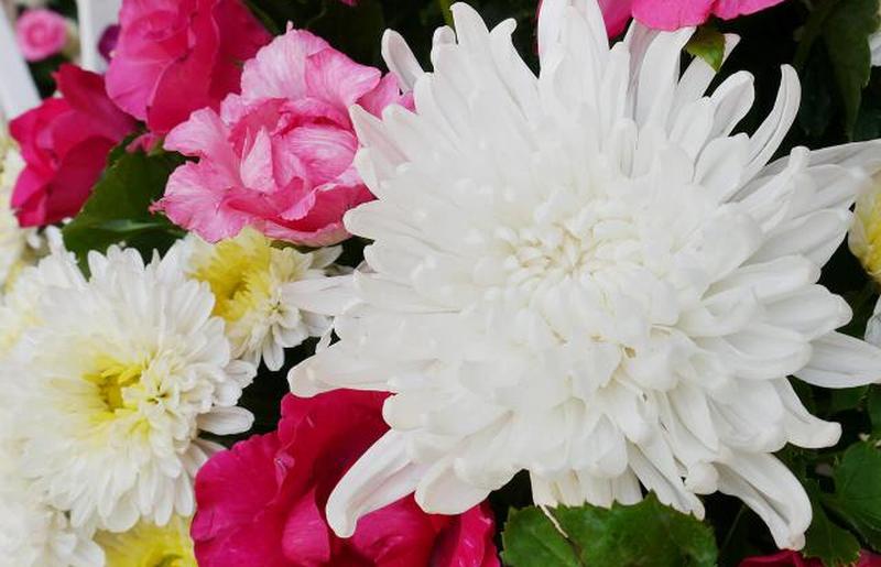 Белая хризантема в цветочном букете