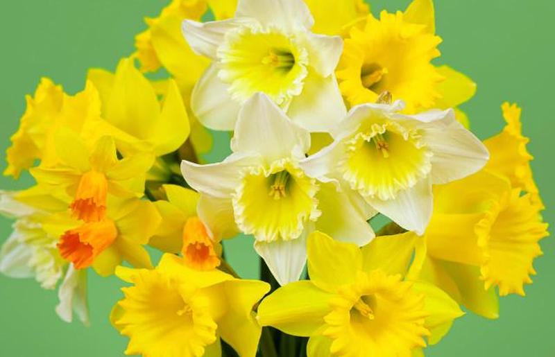 Букет весенних цветов