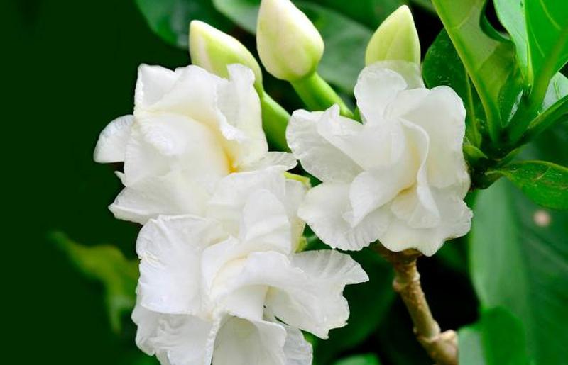 Цветок белой гардении