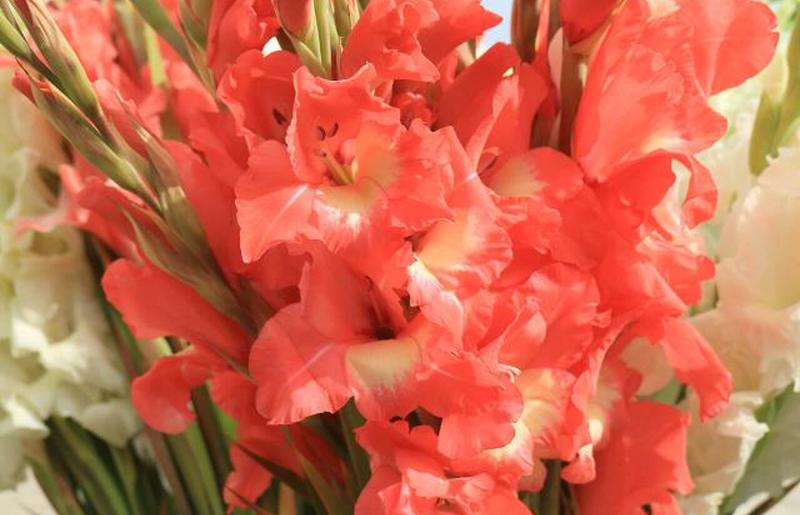 кораллово-розовый и белый гладиолус