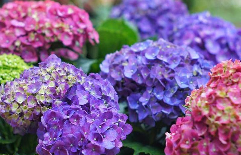 Фиолетовые цветы гортензии в парке 