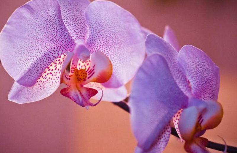 Цветок, цветущий на открытом воздухе 