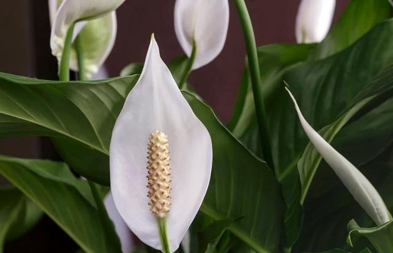 Цветущие белые цветы спатифиллум