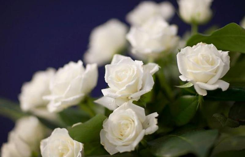 Белые розы на фиолетовом