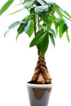 Денежное дерево