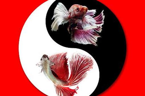 Бойцовая рыбка в символе Инь Ян
