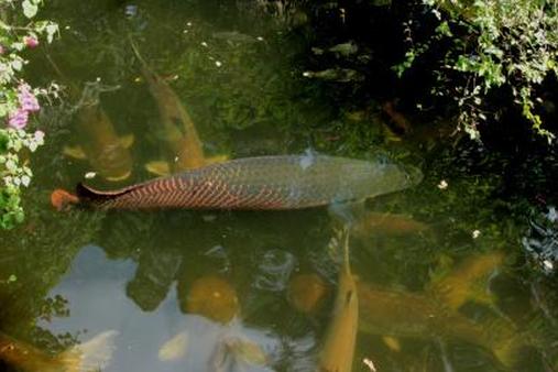 в среде обитания пруда
