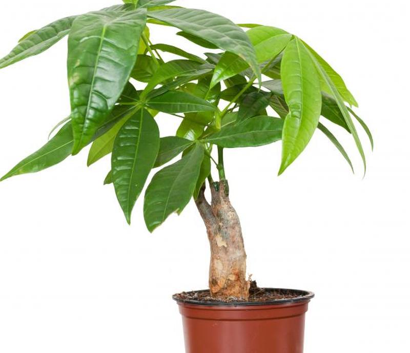 Пахира — денежное дерево по фэн-шуй