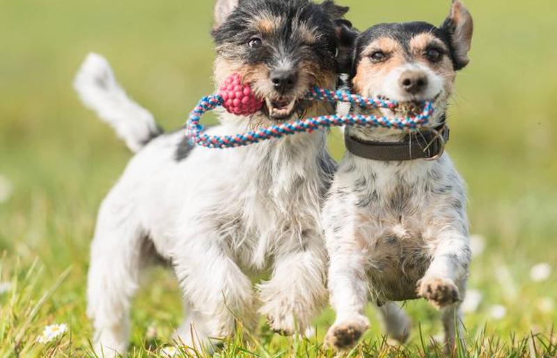 Две милые дружелюбные собаки играют с мячом