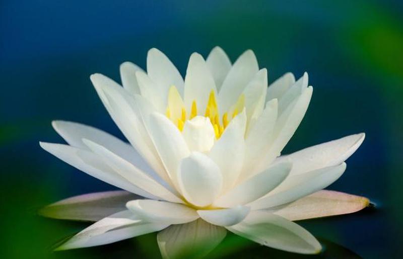 Белый цветок лотоса