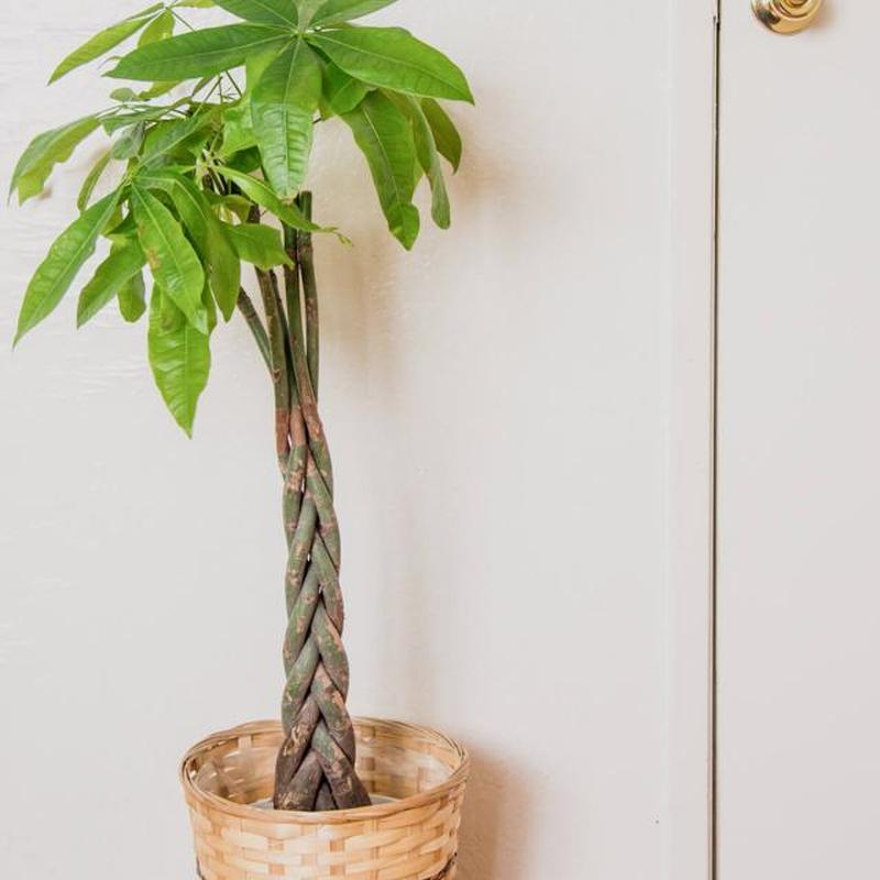 пахира в комнате