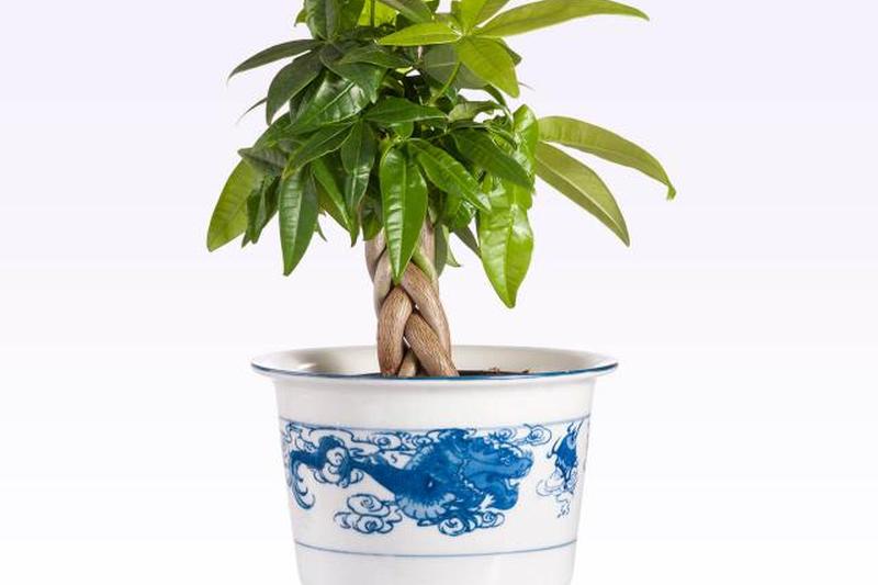 Плетеные растения денежного дерева