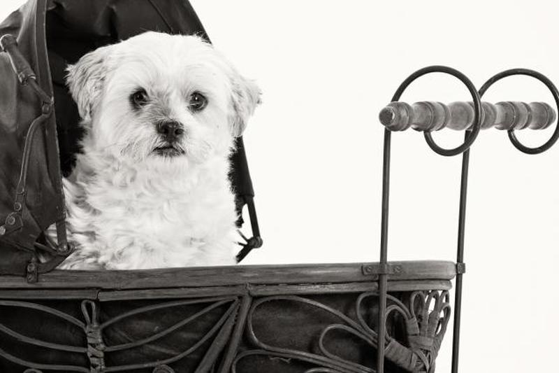 Собака в коляске