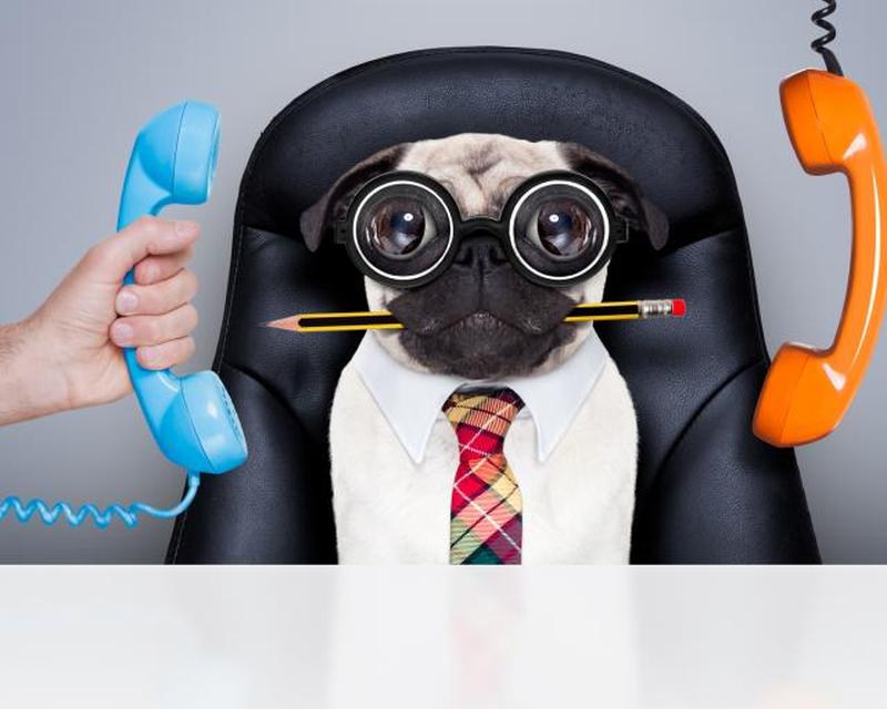 Деловая собака