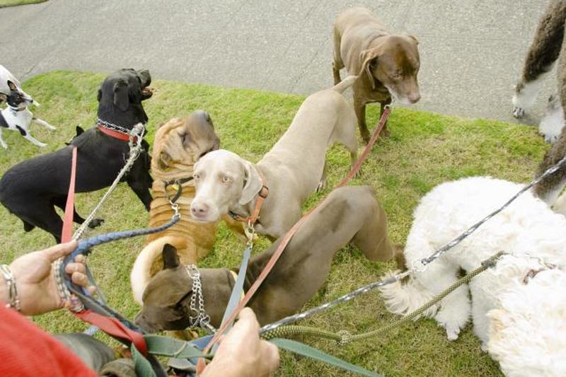 Много собак на поводках