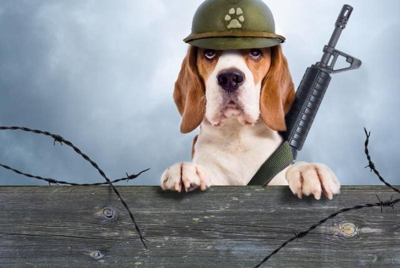 Собака охраняет территорию