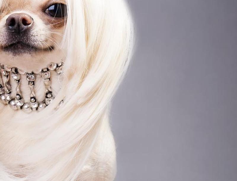 Гламурная собака