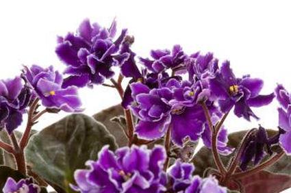 уход за африканской фиалкой