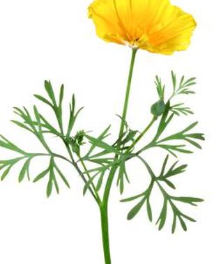 Эшшольция калифорнийская