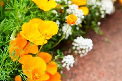 Граница сада с калифорнийскими маками