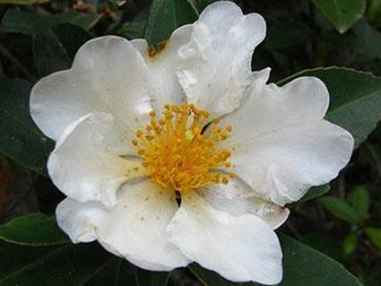 Гордония подмышечная