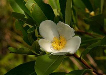 залив Лоблолли