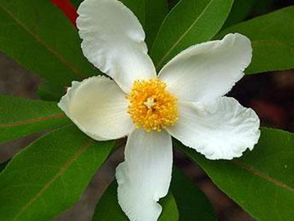 Горная Гордлиния