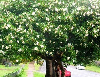 Гордония Дерево