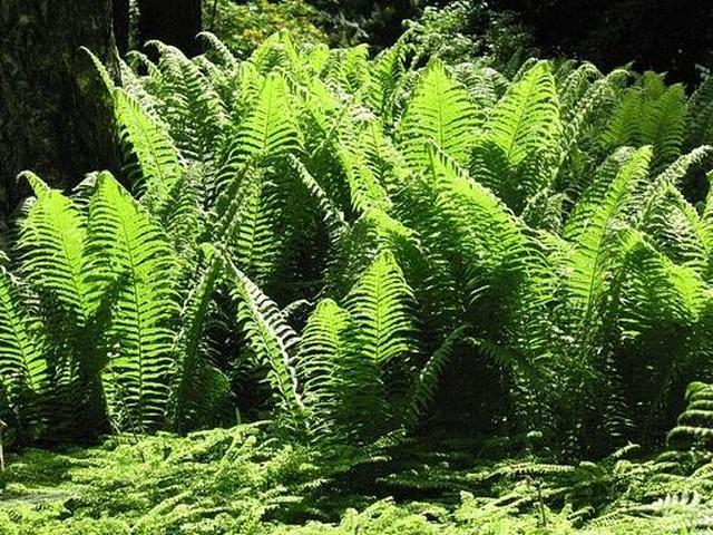 сад в тени папоротника