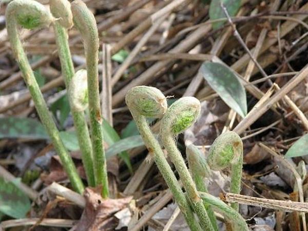страусиный папоротник