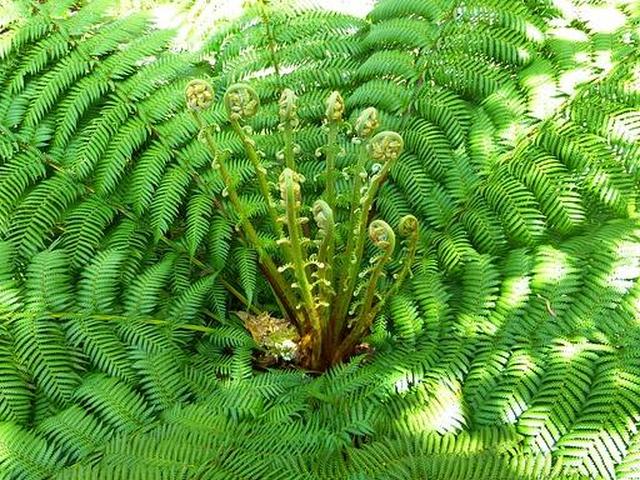 весь страусиный папоротник