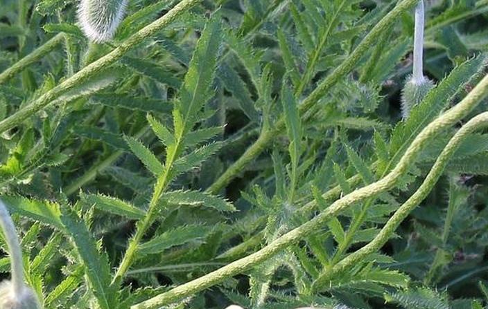 листва мака