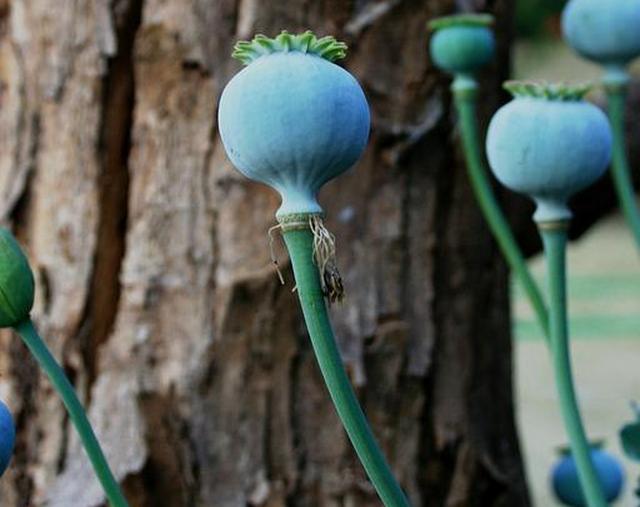 маковые шарики