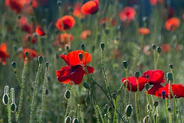 Полевой мак