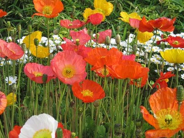 Исландский мак