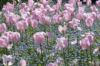 тюльпаны и незабудки