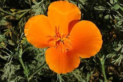 оранжевый цветок мака