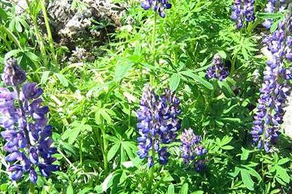 фиолетовый люпин