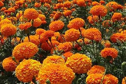 оранжевые бархатцы