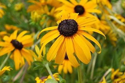 черноглазая сьюзан посадка